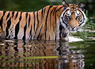 India Wildlife Tour Packages 